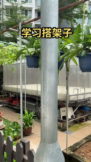 Learn to build a framework for plants 学习给植物搭架子 #punggol #新加坡 #singapore