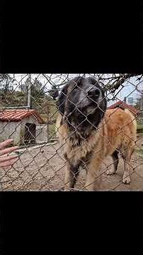 Long-haired Serra da Estrela Dog - Who has ever seen one?