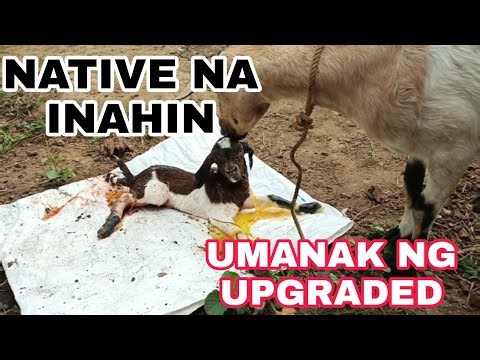 GOAT FARMING PHILIPPINES NATIVE NA INAHIN UMANAK NG UPGRADED NA KAMBING