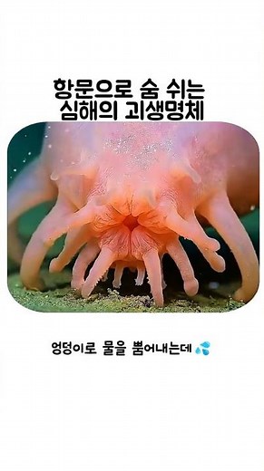 항문으로 숨쉬는 심해의 괴생명체