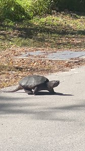 This is how you get to where you are going! One step at a time ! Intentional and slow steps! The kids loved this valuable lesson being played out naturally, right in front of them! | Joe Tiller