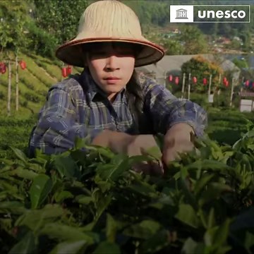 1.2K views · 93 reactions | ☝️ Guess what? The traditional tea processing techniques & associated social practices in #China  have recently been inscribed on the UNESCO #IntangibleHeritage List! Learn more: https://on.unesco.org/3G04Xmn Tell us, how do YOU take your tea? | UNESCO | Facebook