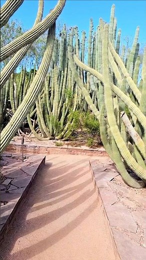 The Desert Botanical Garden in Phoenix, Arizona,
