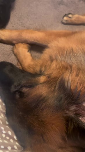 A German shepherd and Rottweiler 😍❤️❤️big snug bugs. Both have to have a tickle #germanshepherd #germanshepherddog #germanshepherdofinstagram #germanshepherdpuppy #germanshepherdlove #germanshepherdlongcoat #gsd #gsdlove #longcoatgsd #gsdlife #gsdlongcoat #blackandtan #dogtraining #dogtrainer #trainingdogs #obedience #obediencetraining #dogobedience #rottie #rottweiler #rottweilersoftiktok #rottweilerpuppy #bearcoatrottie #bestfriends #dontbullymybreed❤ #bestdogs #goodgirls