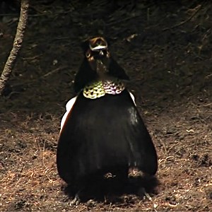 Carola's Parotia: King of the Dance | Bird Academy • The Cornell Lab