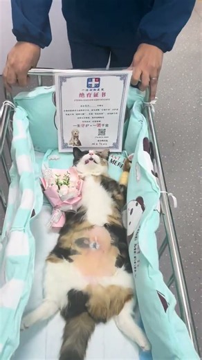 Cute Spay Neuter Cats in Changchun