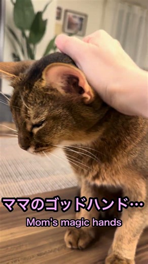 顔マッサージでとろける猫