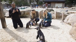 3K views · 131 reactions | Did you know you can meet our penguins?  Get up close to our colony of Humboldt penguins and find out everything you've ever wanted to know about them - an experience you won't forget! Book now for the p-p-p-perfect present for a loved one - or a treat for yourself: zsl.org/MeetThePenguins ⭐ ZSL Gold members, Fellows and Patrons receive a 10% discount on this experience. ⭐ | London Zoo | Facebook