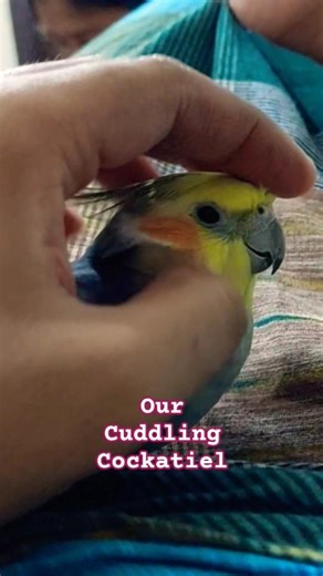 Cuddling Cockatiel 🐦#cockatielbird #cockatiel #cockatiels #cuddling #birds #bird #birdtrend