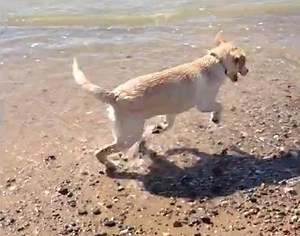 Excited Labrador Pup Wants To Jump, But What Happens Instead Is Hilari