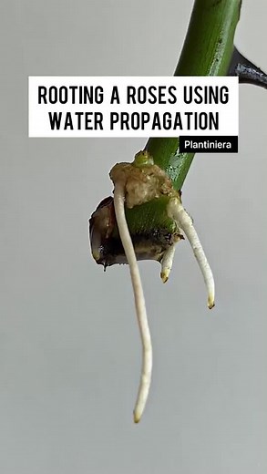 Water Propagation: How to Successfully Root Rose Cuttings