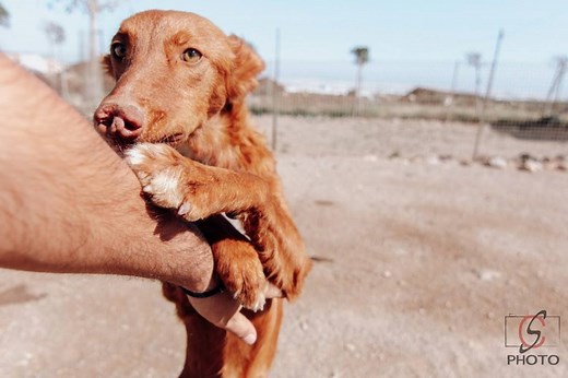 Hund adoptieren