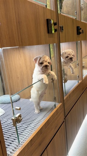 Side by side, waiting for their meal — such perfect little twins 🤍 | JC Dog Republic