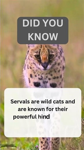 How High Can Savannah Cats Really Jump?