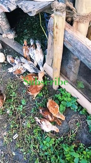 काग के आवाज हि काफी | Crow Sound | Hen Baby Short | Hen Baby | #shorts