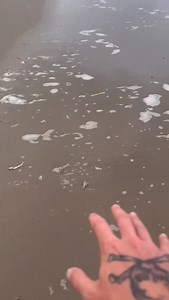 Send piggy is full of sand piranhas! #Animals #Nature | Jacob Colvin