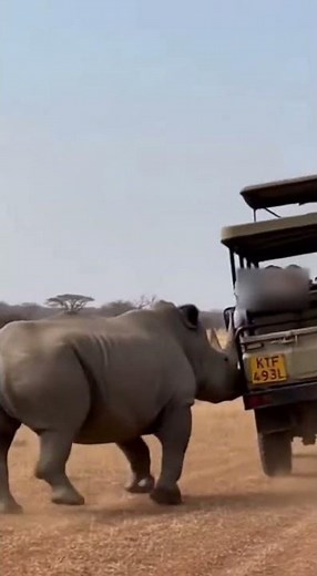 Rhino ATTACKS Tourist Vehicle In Safari Rampage! 😱🦏🚙(Viral)#animals #wildlifeentertainment #wildlife