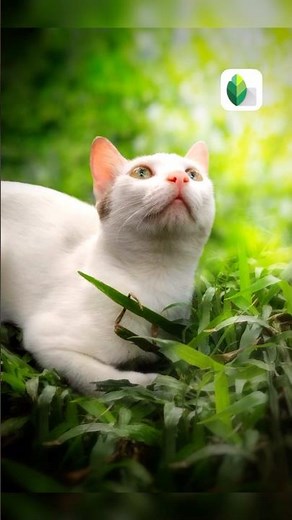 Snapseed Photography Editing ✍️😻 Snapseed Tutorial 😍 #snapseed #catlover #shorts