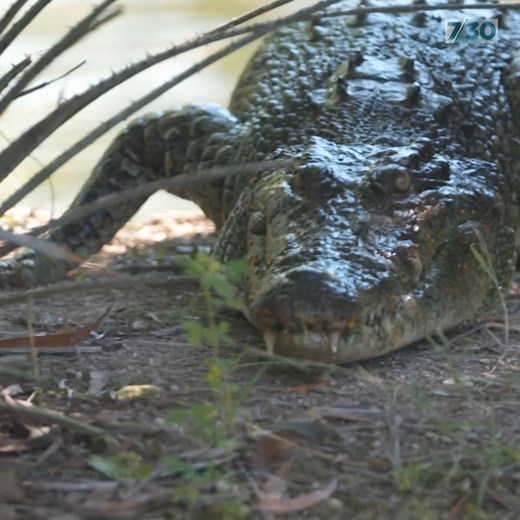 238K views · 68 reactions | The number of crocodiles in the Top End is on the rise, and some are now calling for hunting to be reintroduced. | 7.30 | Facebook
