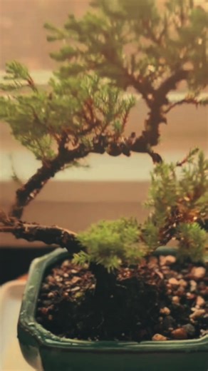 Want to know how to care your bonsai? #bonsai