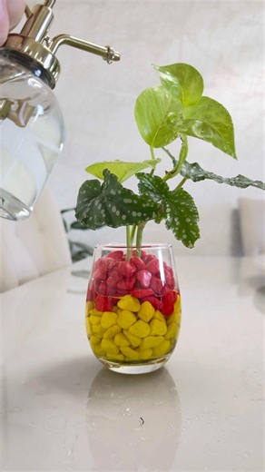 Njoy com Begônia e umas gotinhas de bokashi🌱🪴#hidroponia #arranjofloral