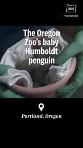 It’s another baby animal for the Oregon Zoo. There’s baby rhino Tamu, born in December. And baby, well, toddler orangutan Jolene, who turns two next month. Now, the youngsters are joined by a very small Humboldt penguin. Click the link to read more: https://www.oregonlive.com/trending/2024/03/oregon-zoo-has-a-fuzzy-new-arrival.html?utm_source=facebook&utm_medium=social&utm_campaign=dhfacebook&utm_content=app.dashhudson.com/theoregonian/library/media/391220539 Video courtesy of the Oregon Zoo | T