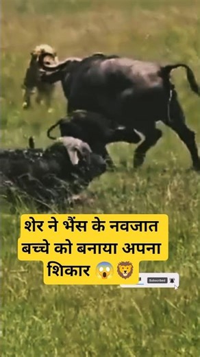 Mother Buffalo vs Lion 😱 #shorts #viralvideo #buffalo #lion #animalfight#wildlife #jungle #ytshorts