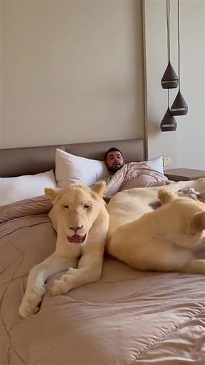 The strongest lion tamer