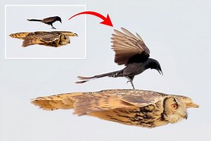 Fearless drongo takes on Indian eagle owl by hitching a ride on its back