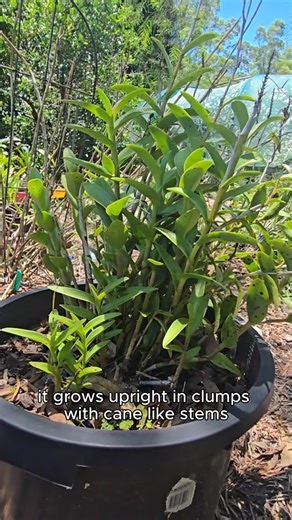 If you’ve avoided orchids because you think they’re difficult, Crucifix Orchids are a good place to start. Here’s how they grow, flower, and why many modern Epidendrum hybrids are far more manageable than people expect. #gardeningaustralia #orchidgrowing #crucifixorchid | Oldboy's Flowers