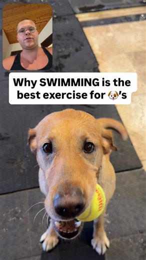 The Crafty Pup on Instagram: "Why swimming is my favorite exercise for dogs! 1) Very minimal impact on their body & joints 2) Forces a dog to use full range of motion which most dogs (especially as they get older don’t do) I swim him for about 5 minutes non stop as you see in the video. Then I let him outside. Give him 2-5 mins of rest. Then we do it again."