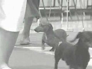 dachshunds: the history of the breed