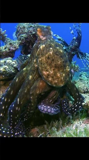 Octopuses Can Use Tools Like Coconuts for Shelter