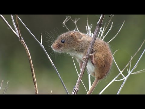 The Harvest Mouse - The British Mammal Guide