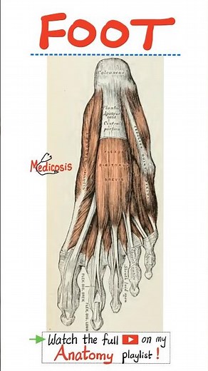 Anatomy of Foot Muscles - Anatomy of Lower Limbs (Lower Extremities)....#doctor #nurse #usmle