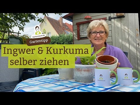 Grow your own ginger and turmeric