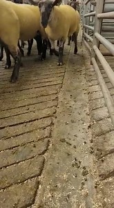 Today's Ballymena Market! | Stockmaster Agri