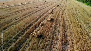 Hay stack cubes in field. Bailed hay drying on ranch land. Straw that is compressed into cubes.