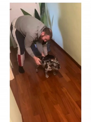 Funny French Bulldog Screaming Moments