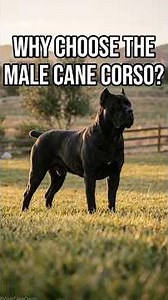 Why Choose a Male Cane Corso? 👑