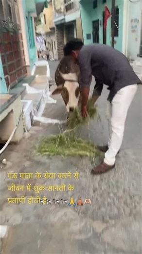 गऊ सेवा के माध्यम से ह पवन कुशवाहा चरण सेवक #kushwahagaming #cow #song