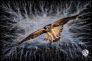 【Processing成品】结合 Particles 的影像处理