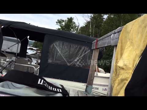 Huge dock spider protecting its babies