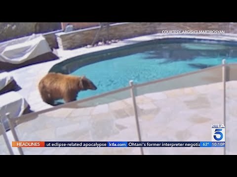 Bear spotted relaxing in Burbank backyard pool | Wild Animals SoCal