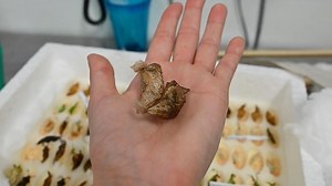 1.1K views · 28 reactions | An owl butterfly chrysalis wiggles after...