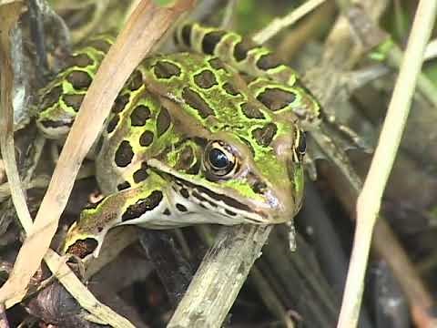 Northern Leopard Frog