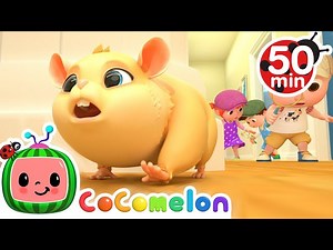 Lost Hamster Song   More Nursery Rhymes & Kids Songs - CoComelon - Videos For Kids