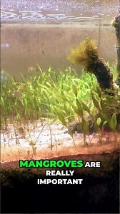 Mangrove's Secret - Anaerobic Zones & Coastal Protection #worldwidecorals #fromourreeftoyours