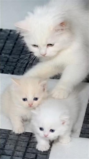 😹 Naughty Cat Teasing Her Tiny Siblings! ❤️ #cat #cute #kitten #funny #shorts #Catsology26