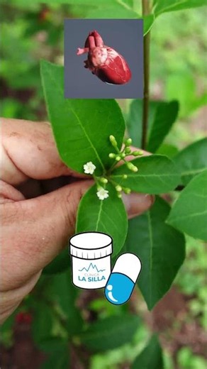 Chilillo, venenillo, veneno de gusano, 𝑅𝑎𝑢𝑣𝑜𝑙𝑓𝑖𝑎 𝑡𝑒𝑡𝑟𝑎𝑝ℎ𝑦𝑙𝑙𝑎 #plantas #campo #plantasmedicinales